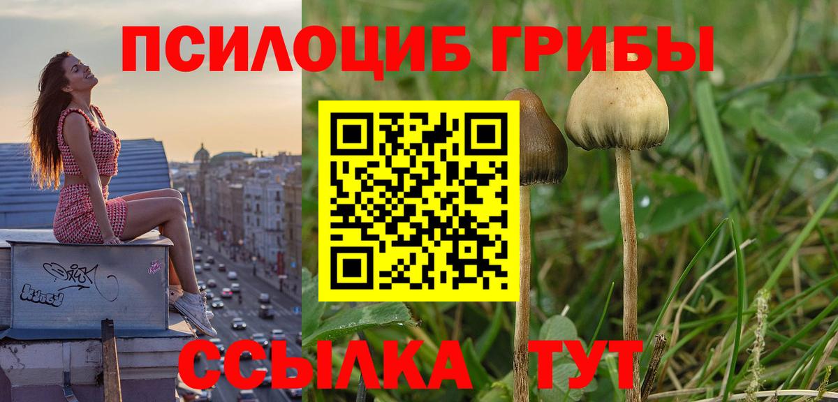 Псилоцибиновые грибы мицелий  Галлюциногенные грибы GOLDEN TEACHER  Ставрополь  Вход с VPN 